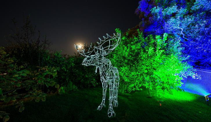 Подсветка деревьев RGB светодиодными прожекторами Arlight